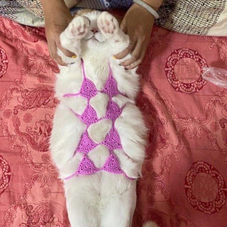 Handmade Dệt Kim Mèo Con Bikini Thú Cưng Đồ Lót Ngộ nghĩnh Chó Áo Ngực Thú Cưng Đạo Cụ Chụp Ảnh