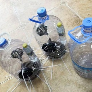 ITRUMPET 1 Cái Giỏ Giỏ Eel, Nắp 7.5 / 9 / 11 / 20 / 21 / 30cm Vỏ Lồng Câu Cá, Dụng Cụ Câu Cá Bằng Nhựa Trượng Côn Albus Loach Bẫy Câu Cá