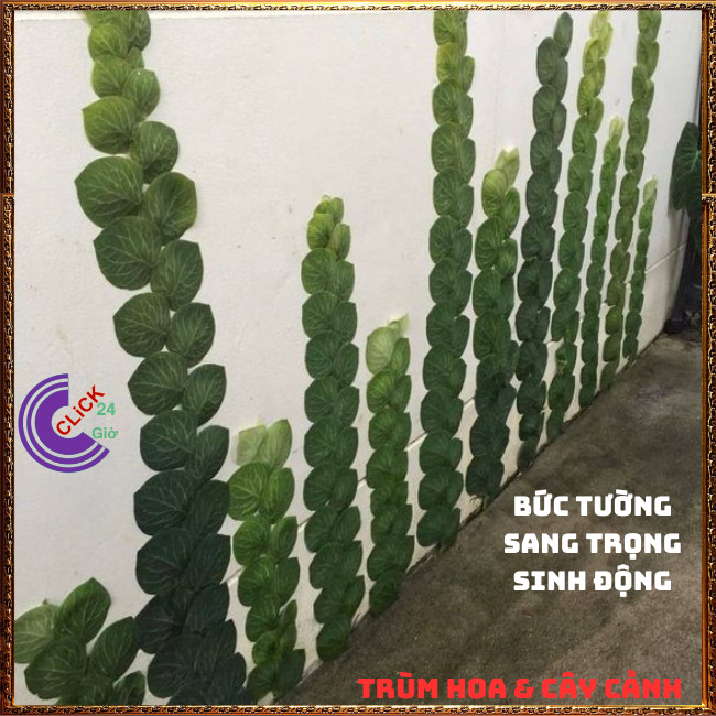 Chậu TẮC KÈ GẤM LÁ KHỔNG LỒ cao 60cm dây leo bám tường họ thằn lằn⏰TRÙM HOA VÀ CÂY CẢNH