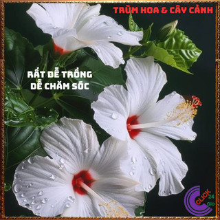CHẬU CÂY HOA RÂM BỤT TRẮNG ĐƠN HOA TO KHỦNG NỞ QUANH NĂM BÔNG BỤP ĐẸP️️🥁 MiMa market