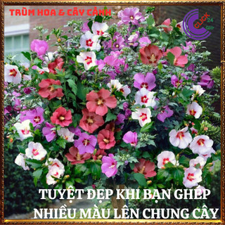 Chậu Hoa thiên quý tím đơn tuyệt đẹp hoa lạ giống mới hoa dâm bụt mới⌛Siêu Thị Hoa Và Cây Giống