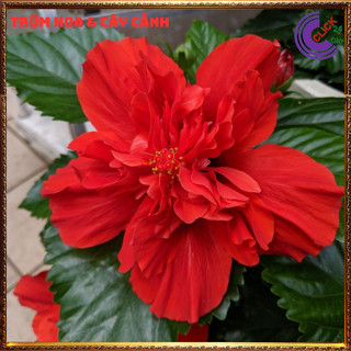 Cây hoa dâm bụt thái màu đỏ cánh kép bông bụp đại hồng hoa cẩm quỳ to🕰Yêu Nhà Yêu Hoa