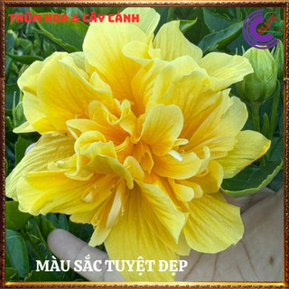 Chậu hoa râm bụt màu vàng cánh kép bông bụp thái đại hồng hoa cẩm quỳ️️🥁MiMa market
