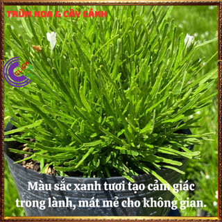 Chậu Cỏ Mây Mỹ Sum Sê Siêu Cỏ Nền Xinh Xắn Đẹp Thanh Tao và Sang Trọng️️🥁MiMa market