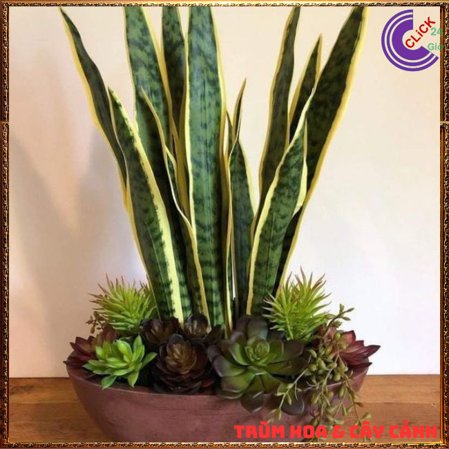 CHẬU CÂY LƯỠI HỔ CAO HƠN 50 CM CÓ NHIỀU CÂY LỚN KHỎE KHỬ ĐỘC TRỪ TÀ 🍇TRÙM HOA VÀ CÂY CẢNH