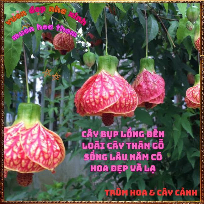 Chậu Hoa Bụp Lồng Đèn Màu Vàng Cam Râm Bụt Đèn Treo Mới Lạ Tuyệt Đẹp💡Hoa Mười Giờ Bonsai & Phụ Kiện