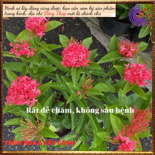 Chậu hoa trang hồng như ý siêu chùm hoa to nở quanh năm đẹp viên mãn〽️ Hoa Mười Giờ Bonsai & Phụ Kiện