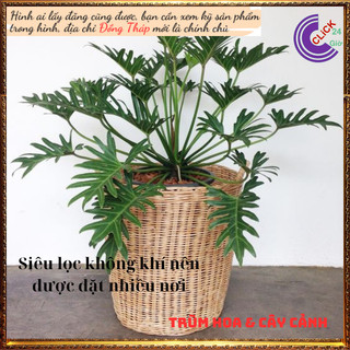 Chậu Trầu Bà Tay Phật Lá Xẻ Khía Lạ Mắt Hút Bức Xạ Của Đồ Điện Tử💍 SHOP PP ONLINE CLICK 24 GIỜ