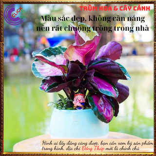 Cây đuôi công hồng để bàn làm việc, trồng trong nhà lọc không khí tốt️💄 Siêu Thị Hoa
