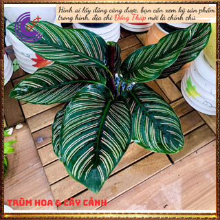 Chậu đuôi công sọc trắng cây để bàn lọc không khí đem đến may mắn💍 SHOP PP ONLINE CLICK 24 GIỜ