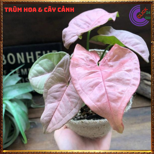 Chậu trầu bà hồng cây trồng trong nhà cây để bàn màu xinh xắn ⏰ TRÙM HOA VÀ CÂY CẢNH