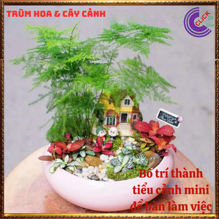 Chậu cây kim thủy tùng trồng trong nhà cây phong thủy để bàn làm việc️️🥁 MiMa market