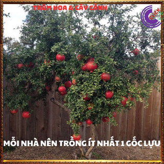Cây Lựu Đỏ Quả To Ngọt Cao 60cm Đang Có Hoa Loại Siêu Trái Quanh Năm💍 SHOP PP ONLINE CLICK 24 GIỜ