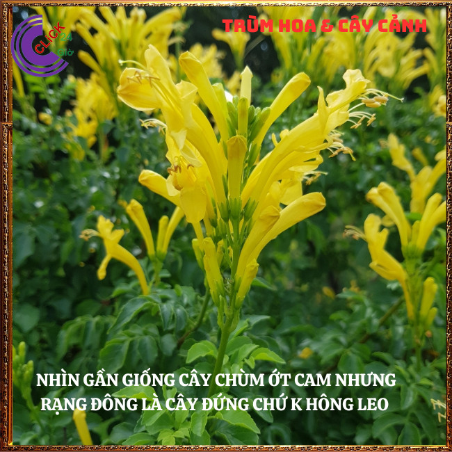 CHẬU HOA RẠNG ĐÔNG VÀNG TỪNG CHÙM RẤT ĐẸP DỄ TRỒNG NỞ QUANH NĂM⏰ TRÙM HOA VÀ CÂY CẢNH