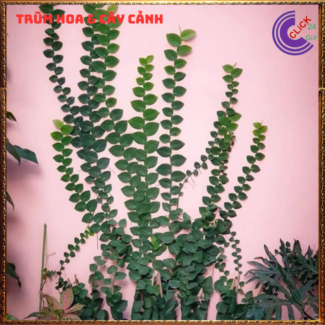 Chậu vảy ốc bám tường thằn lằn lá to dây leo trang trí xanh mát⏰TRÙM HOA VÀ CÂY CẢNH