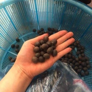 [CHÍNH HÃNG] - Hạt giống sen nhật Mini trồng làm cảnh cực xinh