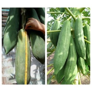 Hạt Giống Đu Đủ Ruột Đỏ Siêu Dài
