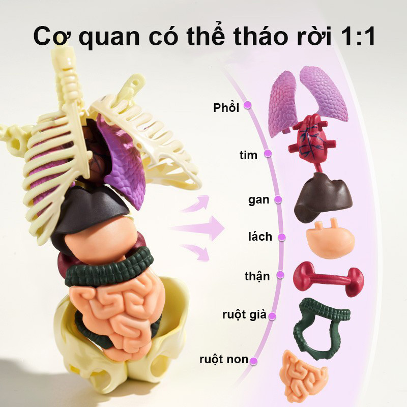 Mô Hình Lắp Ghép Giải Phẫu Cơ Thể Người Có Thể Tháo Rời, Mô Hình Cơ Thể Con Người, Đồ Chơi Giáo Dục