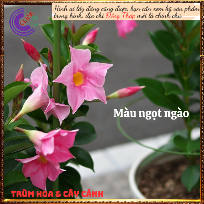 Cây hồng anh Cây leo hoa hồng ngọt ngào đẹp tựa loa kèn ⏰ TRÙM HOA VÀ CÂY CẢNH
