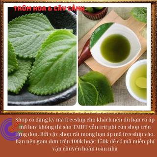 Chậu rau tần dày lá nấu canh chua, thần dược trị ho, giảm viêm họng 🕰Yêu Nhà Yêu Hoa