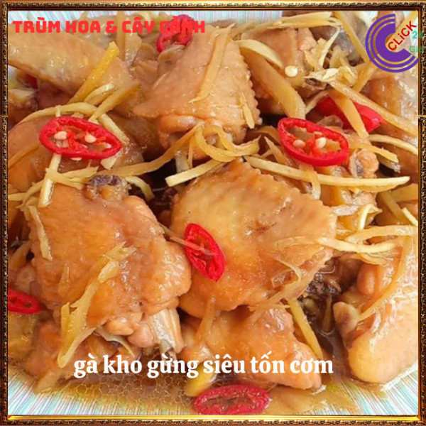 Chậu gừng trồng lấy củ và lá để ăn rất ngon thần dược mỗi nhà nên có⏰TRÙM HOA VÀ CÂY CẢNH