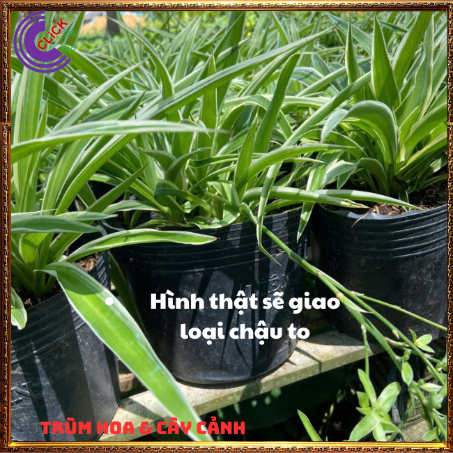 Chậu Ngải Nàng Gù Kéo Khách Cây Phong Thủy Cầu Tài Mang May Mắn Đến⏰Hoa Mười Giờ Bonsai & Phụ Kiện