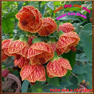 Chậu Hoa Bụp Lồng Đèn Màu Vàng Cam Râm Bụt Đèn Treo Mới Lạ Tuyệt Đẹp🌺Làng Hoa Sa Đéc