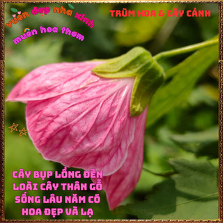 Chậu Cây Hoa Bụp Lồng Đèn MÀU HỒNG ĐẬM nở quanh năm tuyệt đẹp mới lạ️🌮VƯỜN HOA CỔ TÍCH