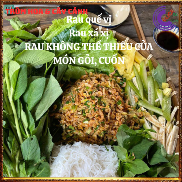 Chậu rau xá xị thơm ngon vừa là thảo dược quý nhà trồng siêu an toàn⏰ TRÙM HOA VÀ CÂY CẢNH