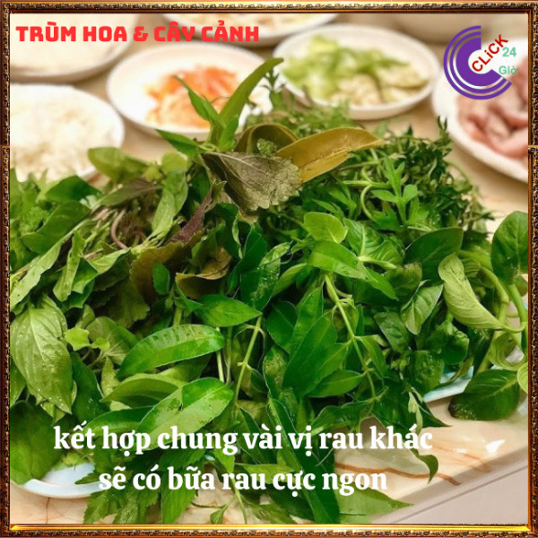 Chậu rau xá xị thơm ngon vừa là thảo dược quý nhà trồng siêu an toàn⏰ TRÙM HOA VÀ CÂY CẢNH