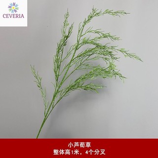 Cành măng tây có thân trang trí nhà cửa, hoa cưới, studio ảnh cưới CEVERIA