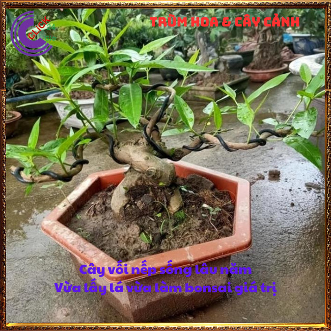 CHẬU LÁ VỐI NẾP NẤU NƯỚC TRÀ DƯỢC LIỆU NHIỀU CÔNG DỤNG TUYỆT VỜI ⏰ Hoa Mười Giờ Bonsai & Phụ Kiện
