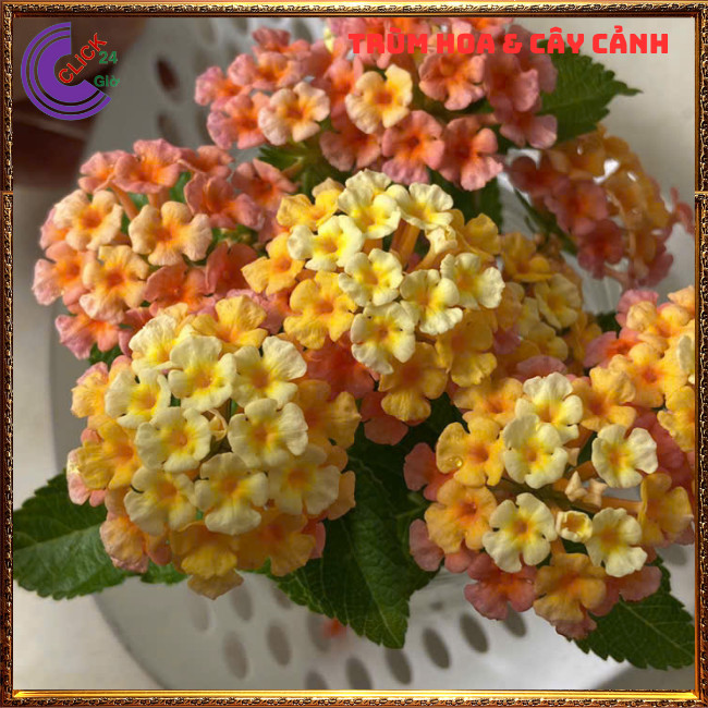 CHẬU TRÂM ỔI VÀNG CAM MƠ THƠM NGÁT SƯU TẦM NGŨ SẮC 50 MÀU RỰC RỠ⏳TRÙM HOA VÀ CÂY CẢNH