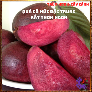 CÂY Ổi TÍM MALASIA THƠM NGỌT MÀU ĐẸP CAO 50CM️️🥁 MiMa market