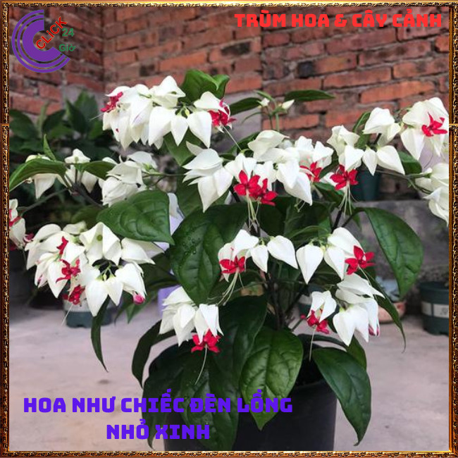 CHẬU HOA NGỌC NỮ TRẮNG SIÊU DỄ TRỒNG KHÔNG CẦN KỲ CÔNG CHĂM SÓC ⏰ TRÙM HOA VÀ CÂY CẢNH