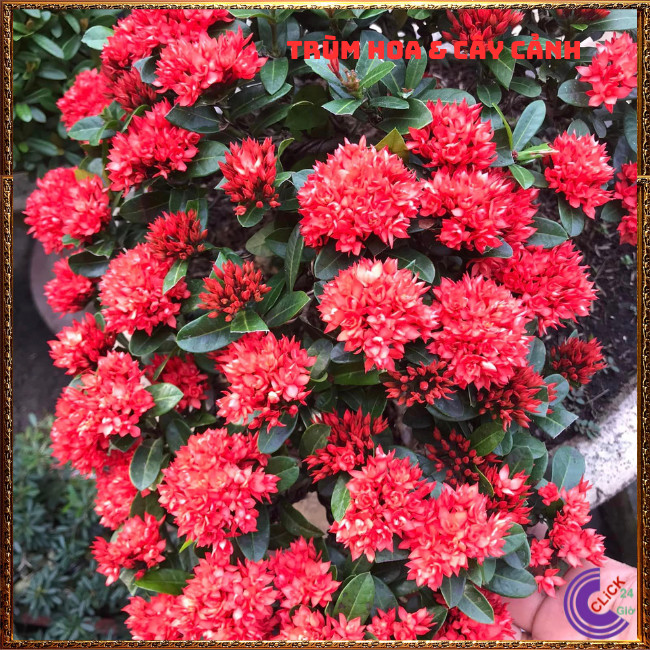 CHẬU HOA TRANG SEN BÔNG MẪU ĐƠN SEN CÁNH KÉP NỞ RẤT LÂU TÀN QUANH NĂM📕 Hoa Mười Giờ Bonsai & Phụ Kiện