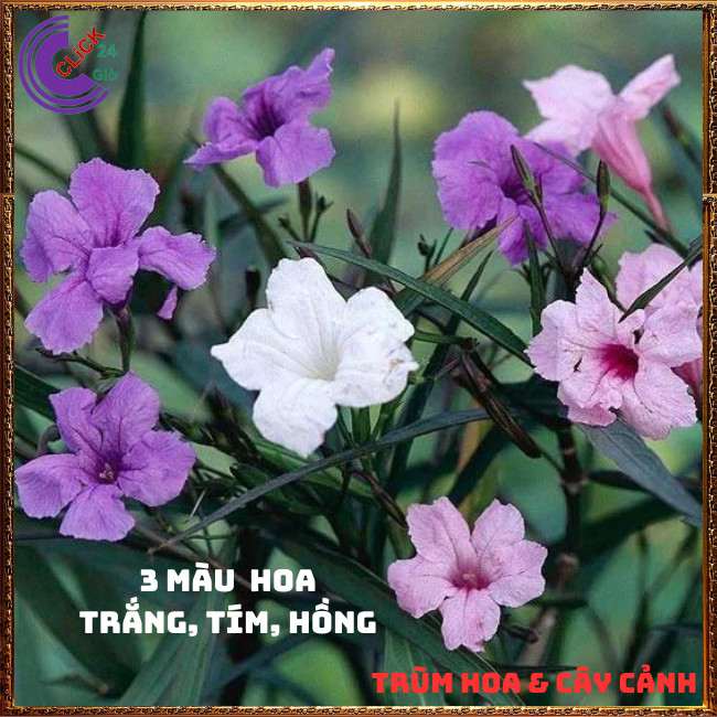 CHẬU HOA CHIỀU TRẮNG NHẤT XINH TRẮNG DẠ YẾN THẢO MEXICO NỞ QUANH NĂM⏰ TRÙM HOA VÀ CÂY CẢNH