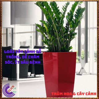 CHẬU CÂY KIM PHÁT TÀI TO KHỦNG CAO LỚN HÚT TÀI LỘC MAY MẮN THỊNH VƯỢNG️💄Siêu Thị Hoa