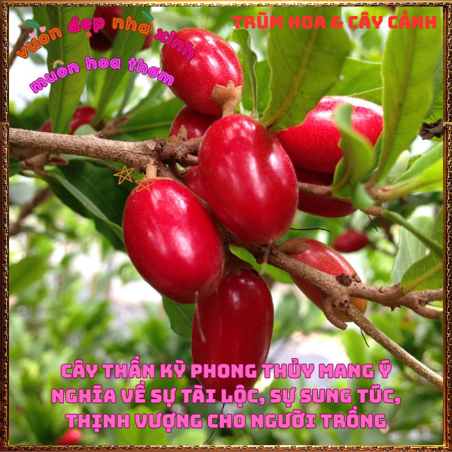 Chậu Cây Thần Kỳ Đổi Vị Cay Chua Đắng Mặn Thành Ngọt Thần Kì Chữa Bệnh✳️TRÙM HOA VÀ CÂY CẢNH