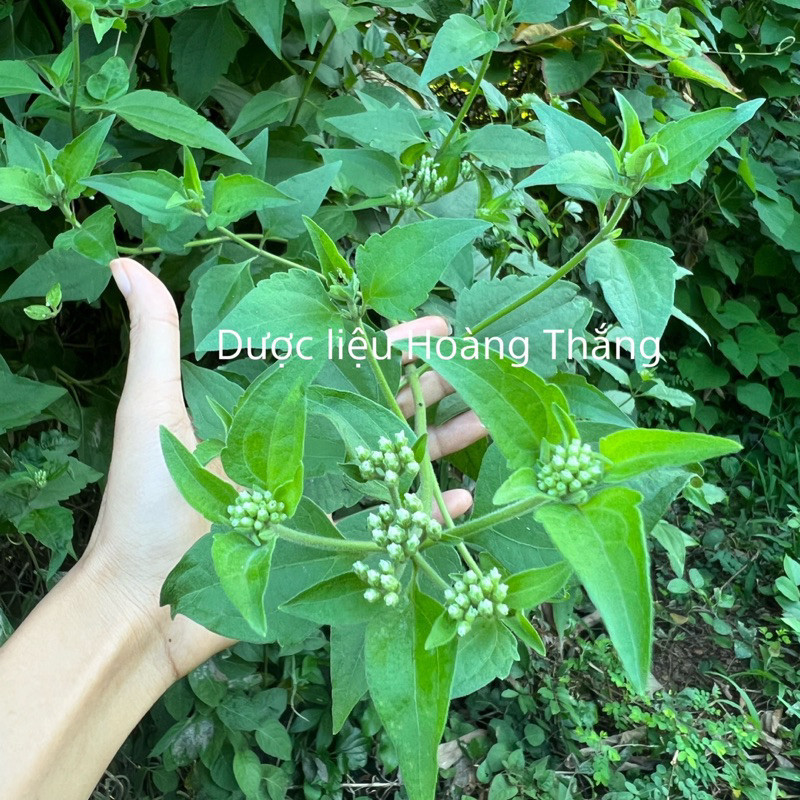 Cành lá cộng sản tươi,(cỏ Lào ,cỏ Việt Minh, cây lốp bốp | Shopee Việt Nam