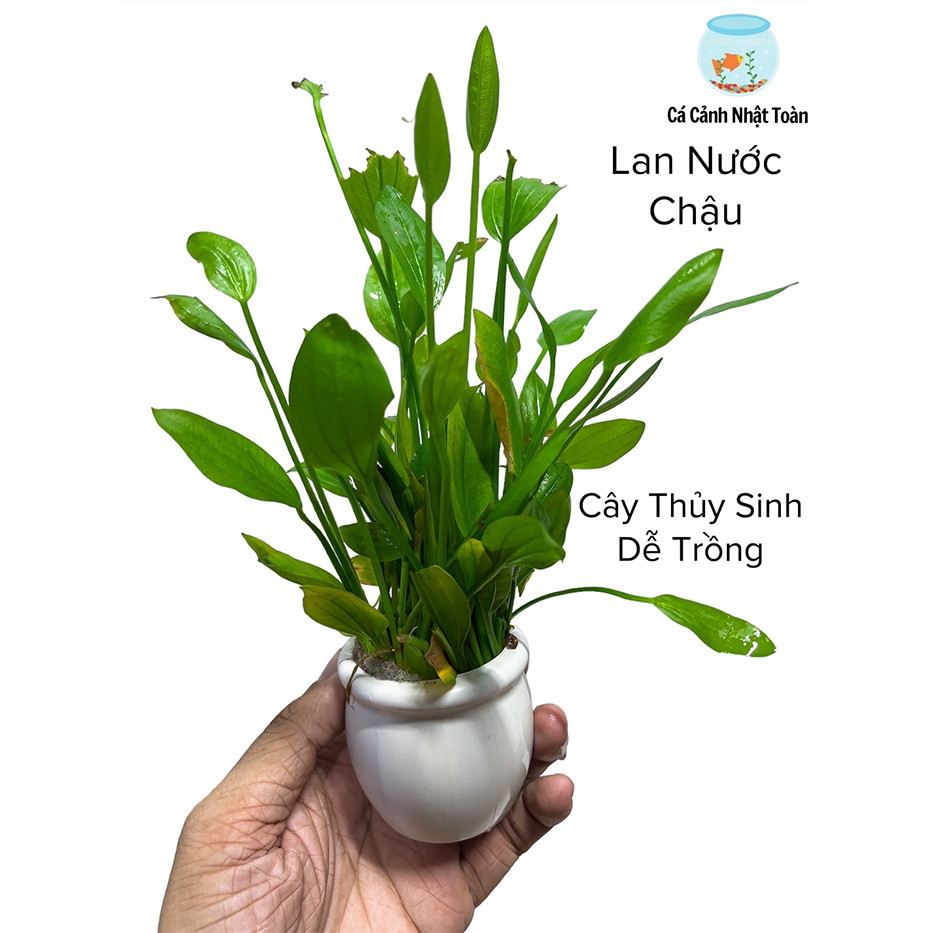 Lan Nước Chậu (Cây Thủy Sinh Dễ Trồng) Cho Bể Cá Cảnh