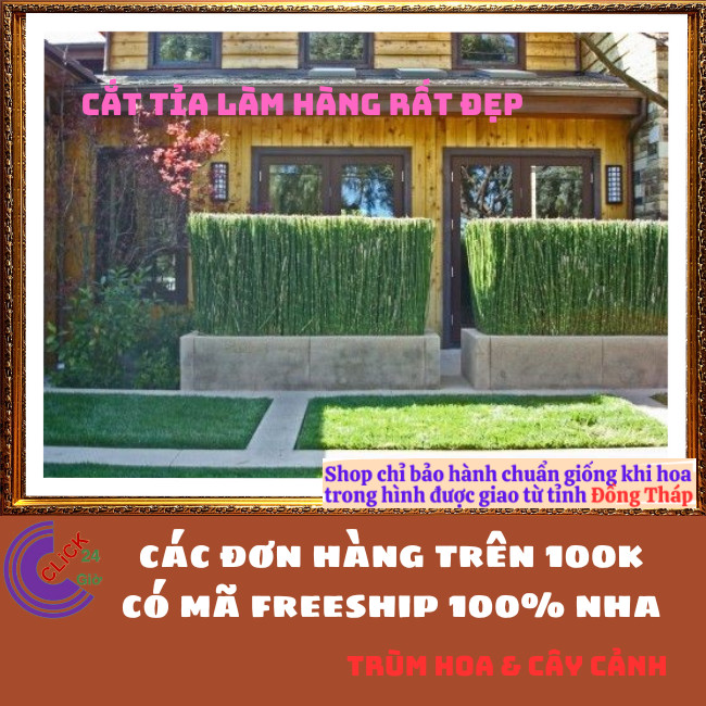 Chậu Cây Thiền Trúc cây cỏ tháp bút trồng làm hàng rào xua đuổi tà ma⏰ TRÙM HOA VÀ CÂY CẢNH