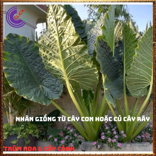 CHẬU CÂY RÁY VOI TRỒNG TRONG NHÀ MANG ĐIỀU MAY MẮN LỌC KHÔNG KHÍ ️💎Siêu Thị Hoa