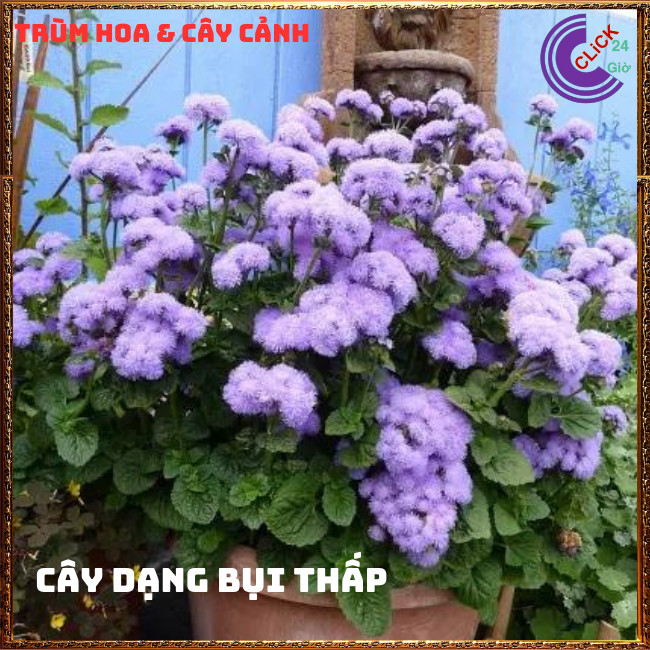 Chậu hoa CÚC LAM QUAN cánh hoa từng sợi lạ mắt siêu đẹp dễ trồng ⏰ TRÙM HOA VÀ CÂY CẢNH