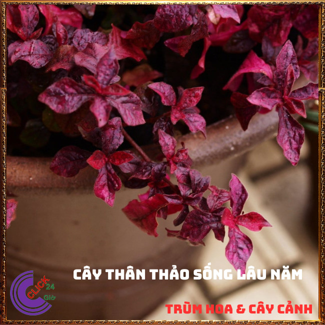 CHẬU CÂY RUBY ĐỎ TẠO SẮC ĐỐI LẬP KHI PHỐI MÀU THẢO HOA HOẶC TRỒNG VIỀN⏰Hoa Mười Giờ Bonsai & Phụ Kiện