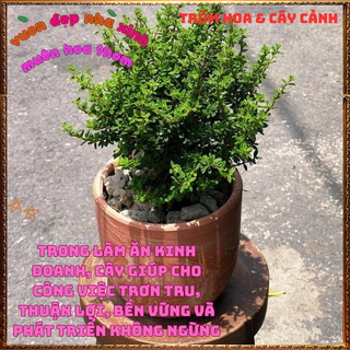 Đ Cây Hàm Hương To Thơm Mùi Cam Quýt Mật Ong Lưu Hương Lâu Dài ️🌮Yêu Nhà Yêu Hoa