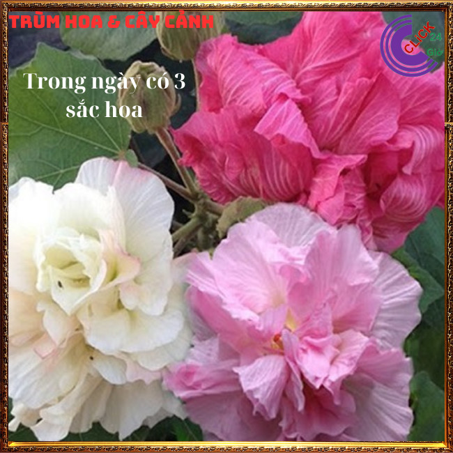 Cây hoa mộc liên phù dung 1 bông đổi 3 sắc hoa trong 1 ngày hoa lạ mắt⏰Hoa Mười Giờ Bonsai & Phụ Kiện
