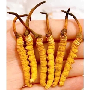 GIÁ SHOCK] ĐÔNG TRÙNG HẠ THẢO NGUYÊN CON BHUTAN-(HÀNG ĐẶC BIỆT) 10gr(10-15 con) thượng phẩm đại bổ MS01