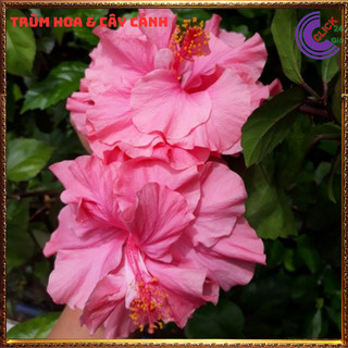 Chậu hoa râm bụt màu hồng kép bông bụp thái đại hồng hoa cẩm quỳ to⌛Siêu Thị Hoa Và Cây Giống