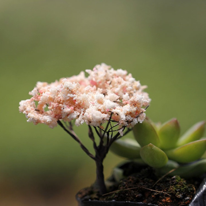 Cây Thông Noel, Hoa Anh Đào, Liễu 7cm - Trang Trí Tiểu Cảnh